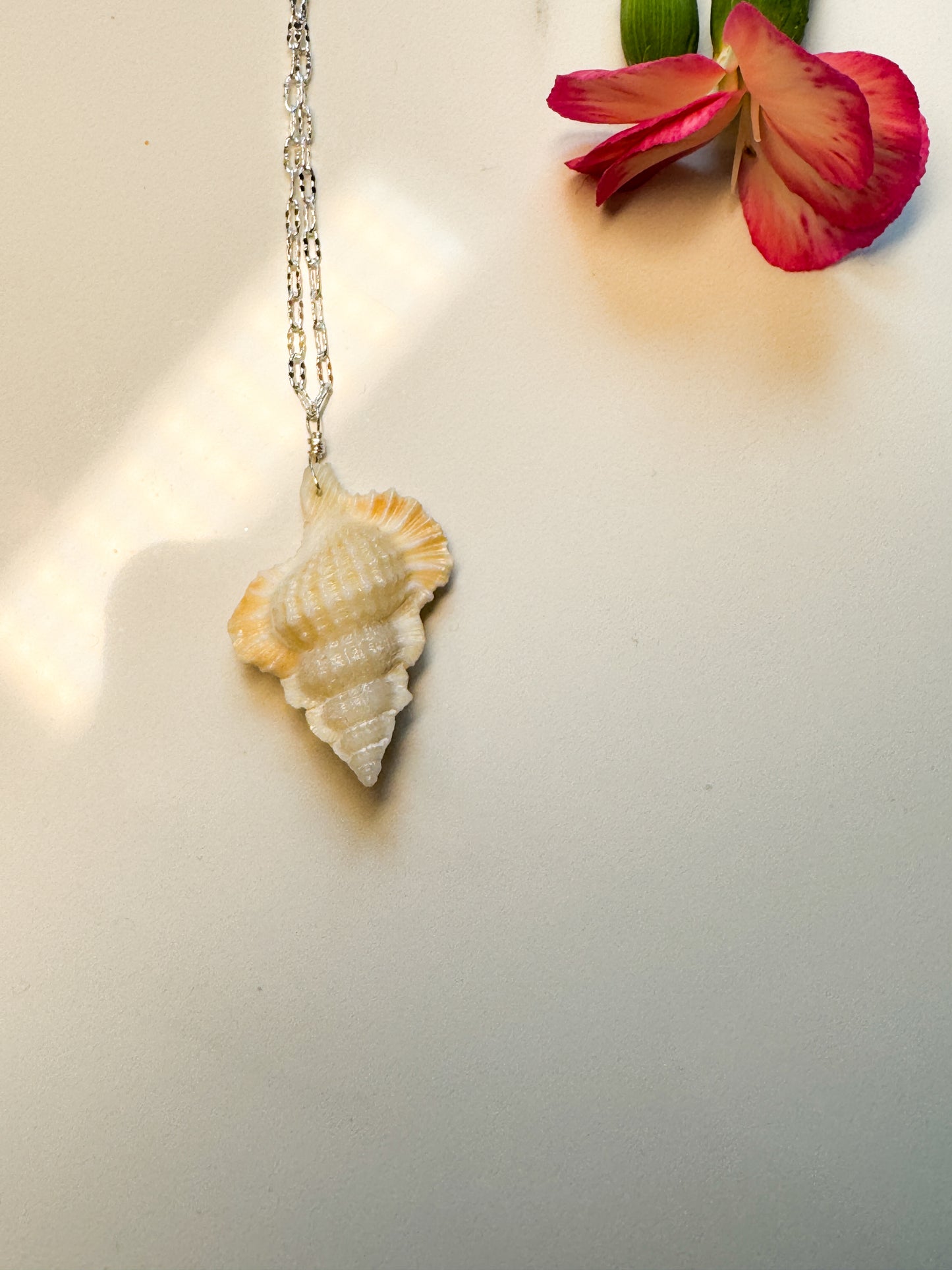 Real shell on Sterling chain