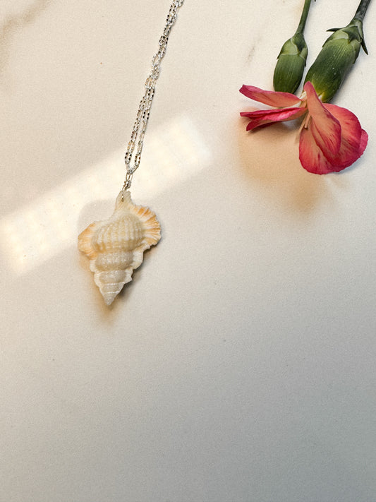 Real shell on Sterling chain